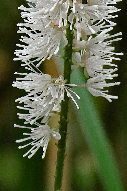 サラシナショウマの花