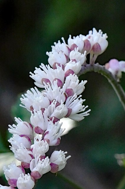 開花直後のサラシナショウマの花