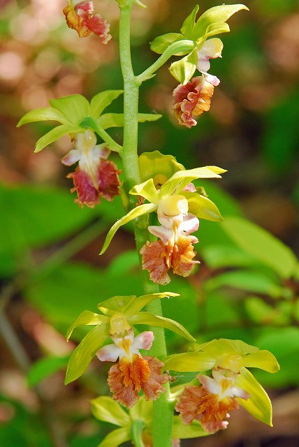 サルメンエビネの花