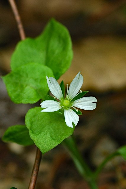 サワハコベの花-2