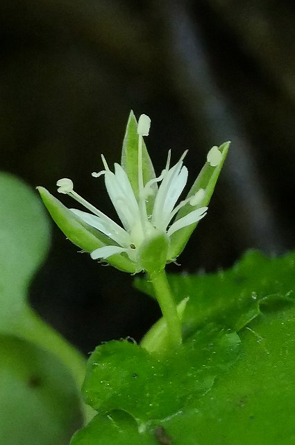 サワハコベの花-3