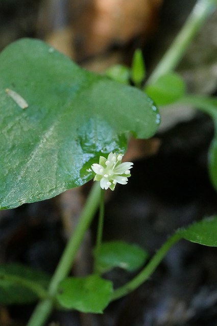 サワハコベの花-4