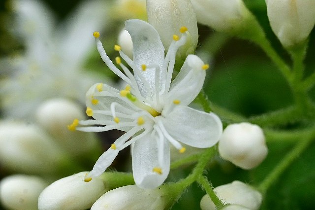 サワフタギの花