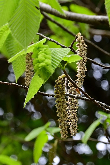 サワシバの雄花序