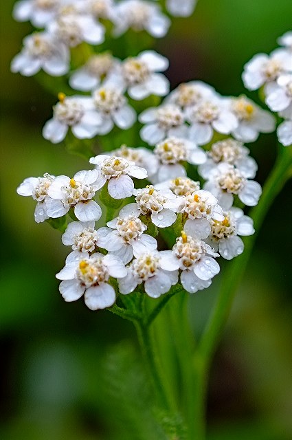 セイヨウノコギリソウの花