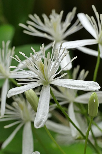 センニンソウの花