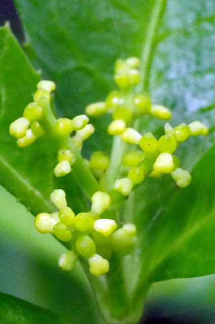 センリョウの花