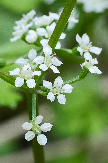 セントウソウの花