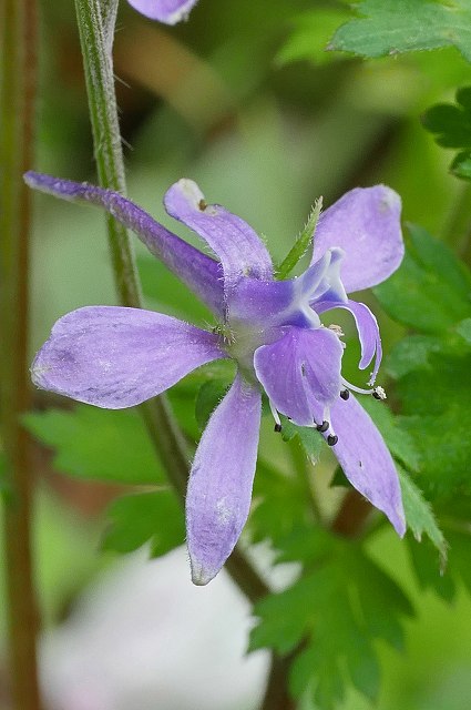 セリバヒエンソウの花