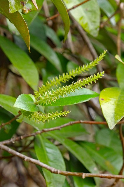 シバヤナギの雌花序