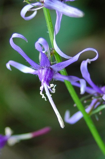 シデシャジンの花