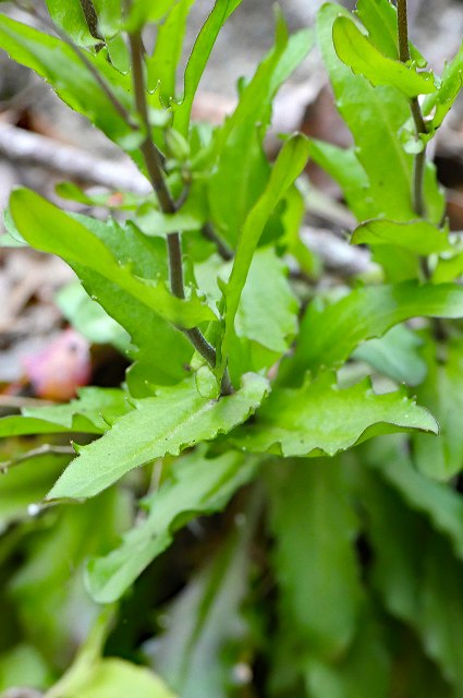 シコクハタザオの茎葉