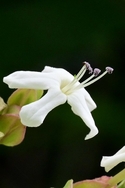 シマクサギの花