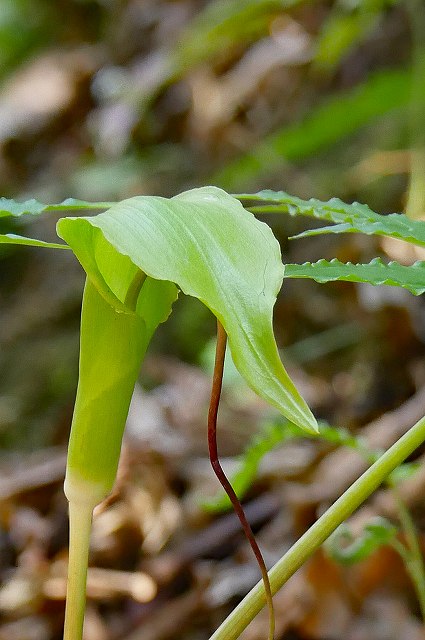 シマテンナンショウ-3