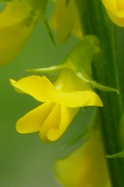 シナガワハギの花