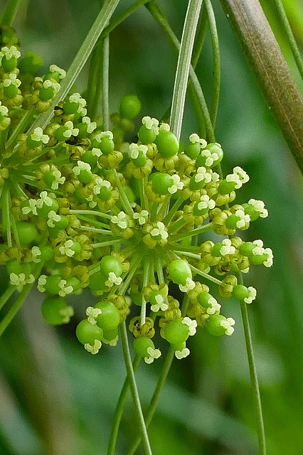 シオデの雌花