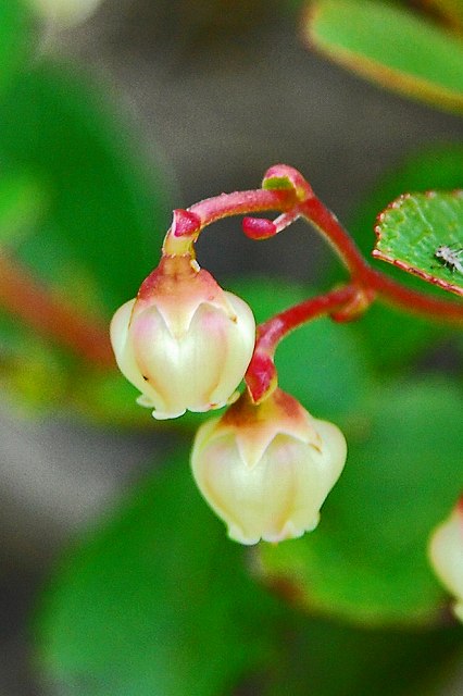 シラタマノキの花冠