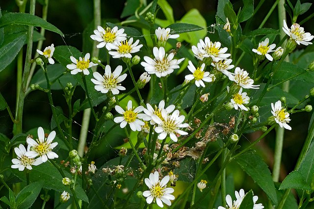 シラヤマギクの花