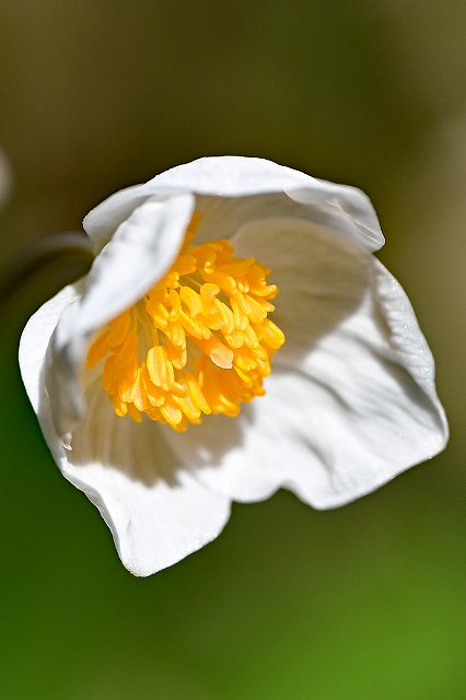 シラユキゲシの花