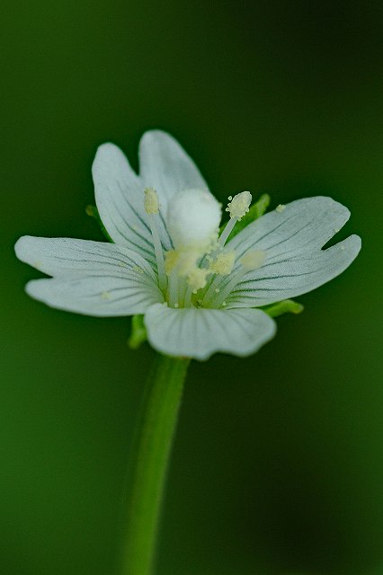 シロバナイワアカバナの花