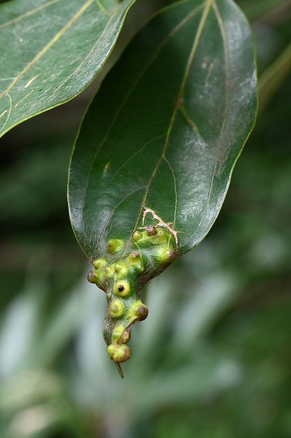 シロダモの葉についた虫こぶ