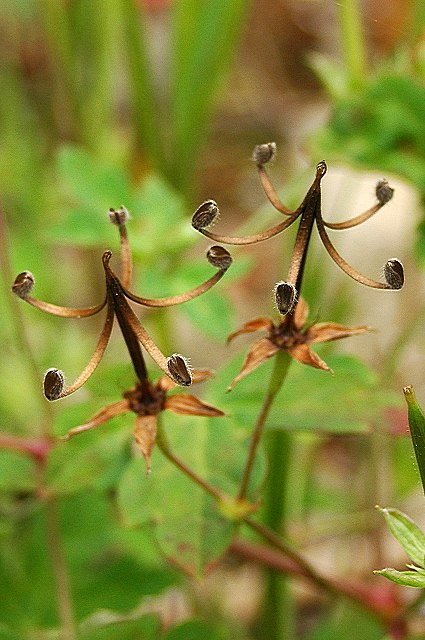 シロバナゲンノショウコの裂開後の果実