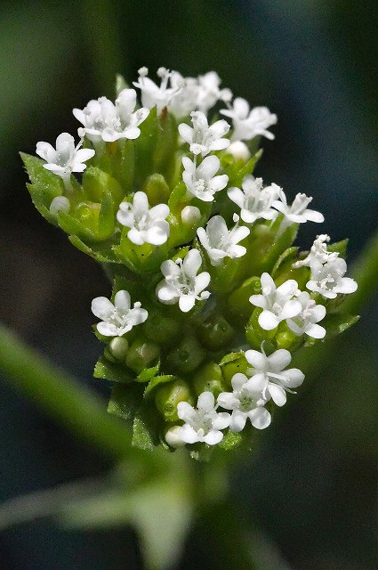 シロノヂシャの花