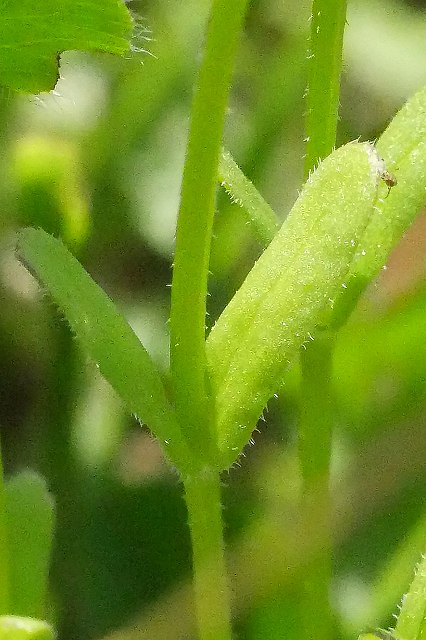 シロノヂシャの茎と葉