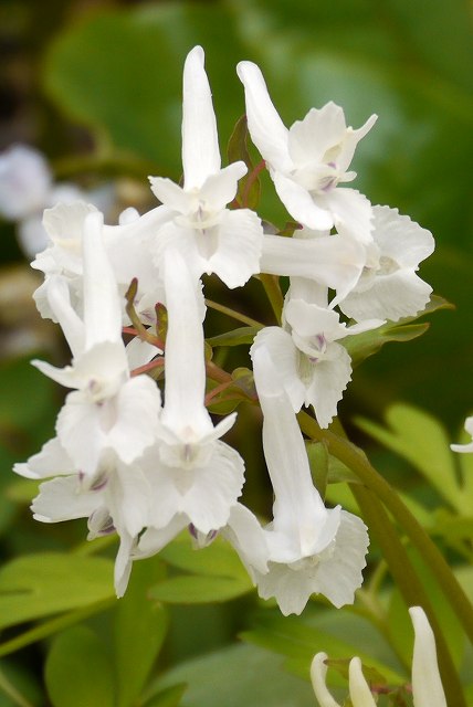 シロバナオオトメエンゴサクの花（拡大）