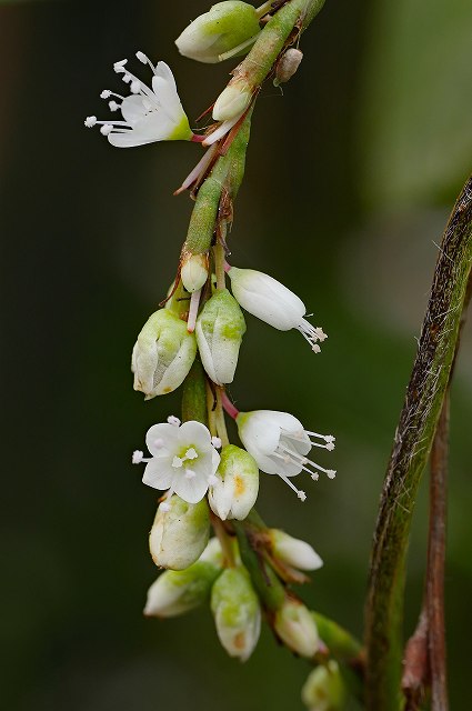 シロバナサクラタデの雄花