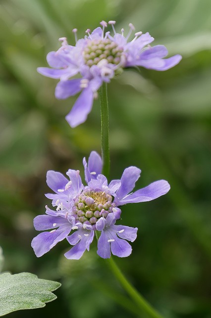 ソナレマツムシソウの花