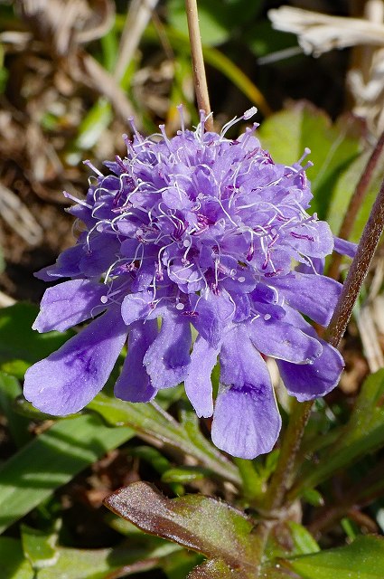 ソナレマツムシソウの花-2