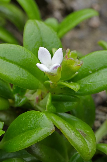 ソナレムグラの花