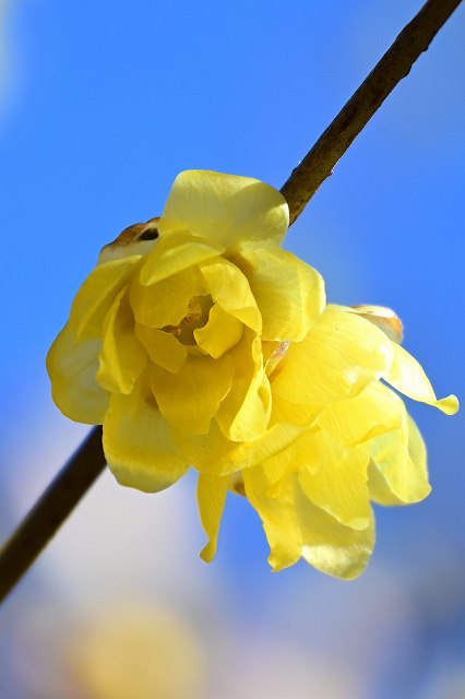 ソシンロウバイの花