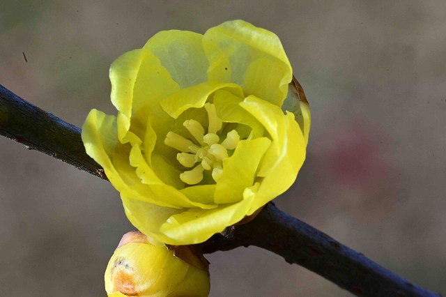 ソシンロウバイの花-2