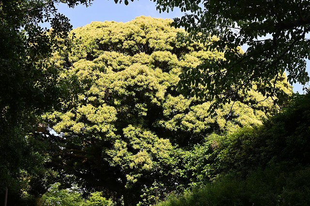 花期のスダジイ