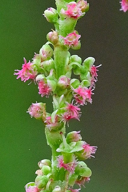 スイバの雌花-2