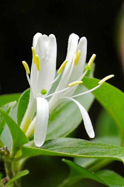 スイカズラの花