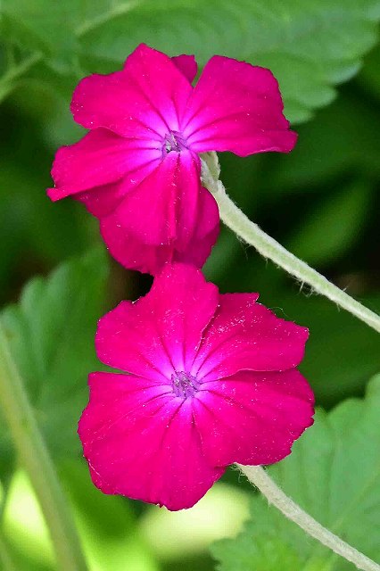 スイセンノウの花