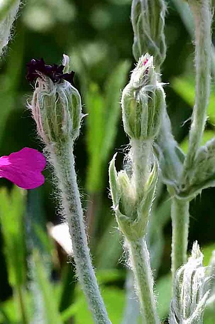 スイセンノウの花茎