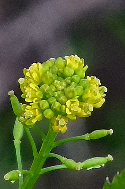 スカシタゴボウの花
