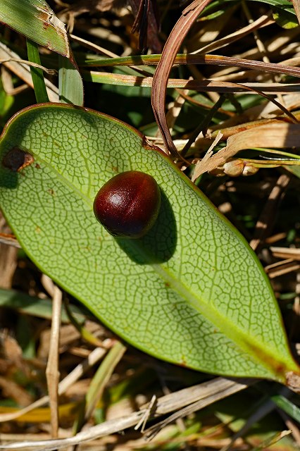 シャリンバイの葉の裏面と種子