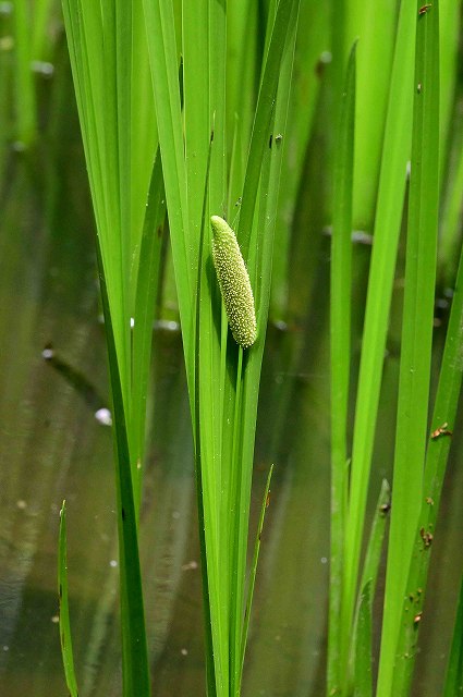 ショウブ