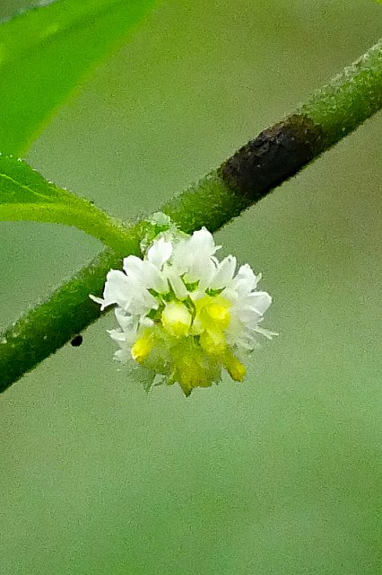 シュウブンソウの花