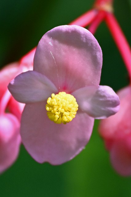 シュウカイドウの雄花