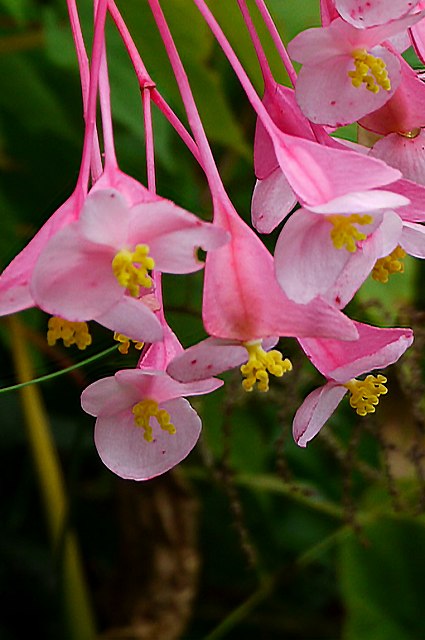 シュウカイドウの雌花