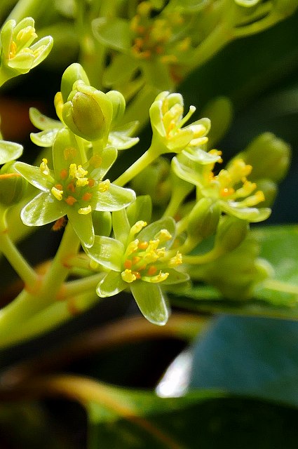 タブノキの花