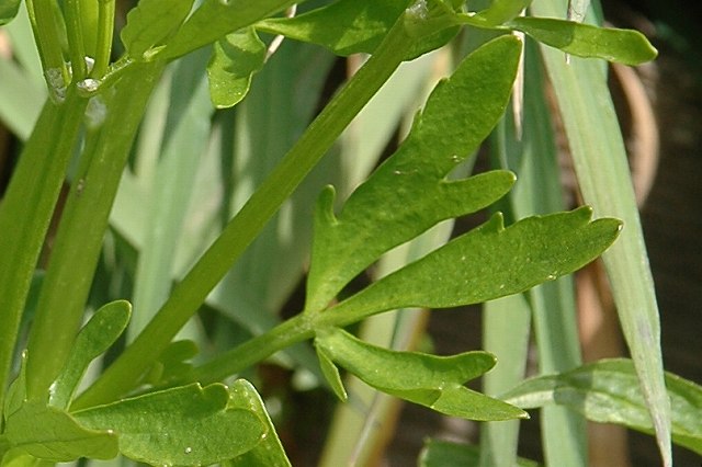 タガラシの茎葉