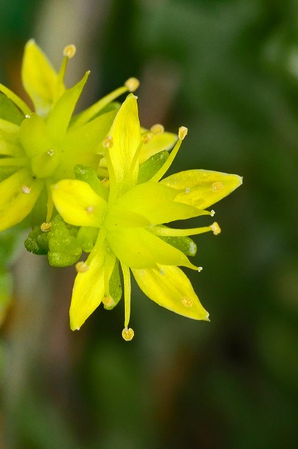 タイトゴメの花