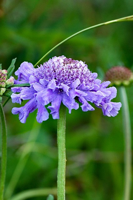 タカネマツムシソウの花